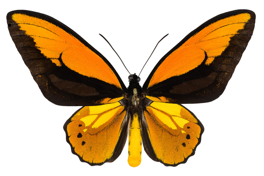 Troides croesus,   140 mm Flügelspannweite, Neuguinea